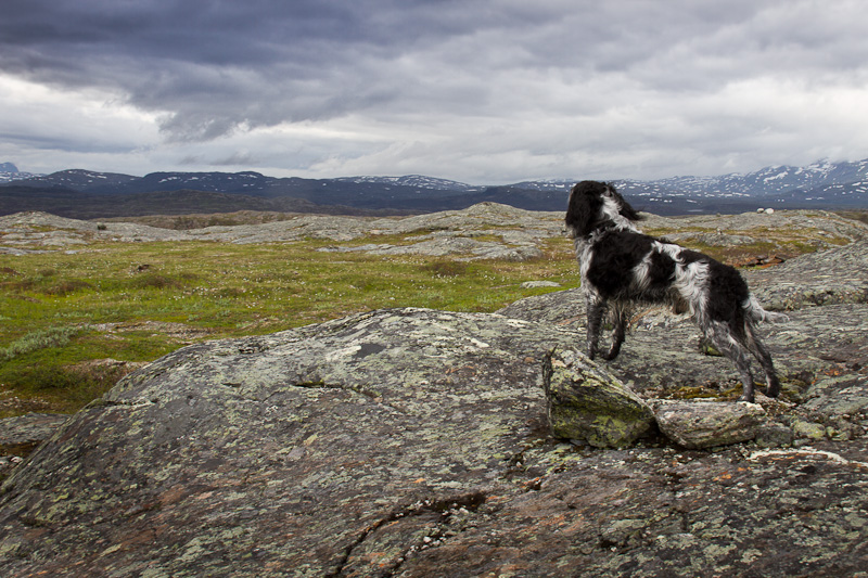 Rex och den fantastiska utsikten.