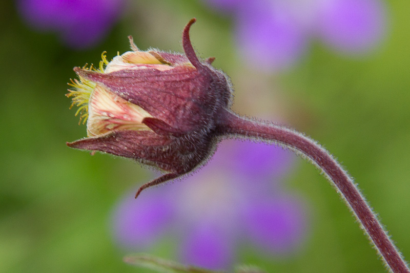 Humleblomster