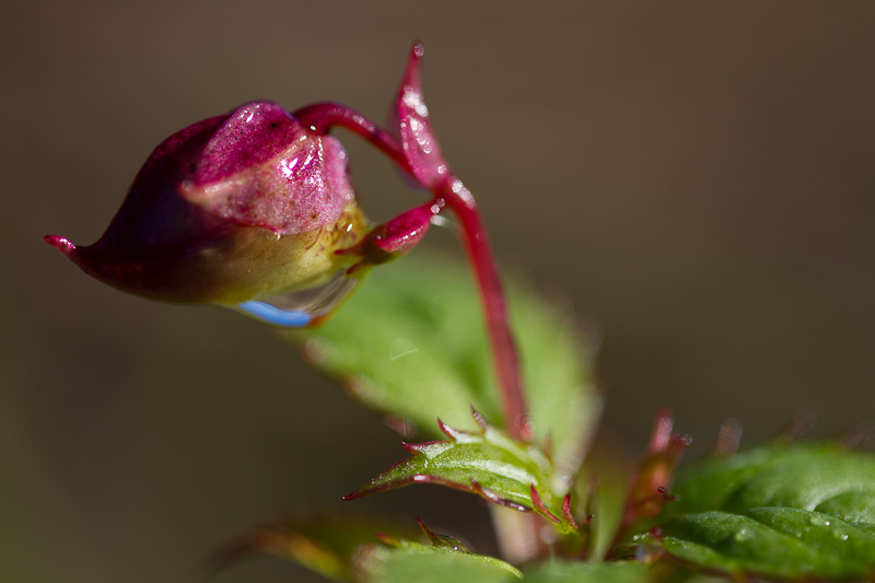 Okänd blomma