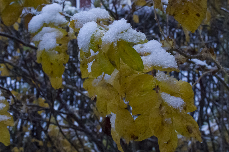 Den första snön har kommit