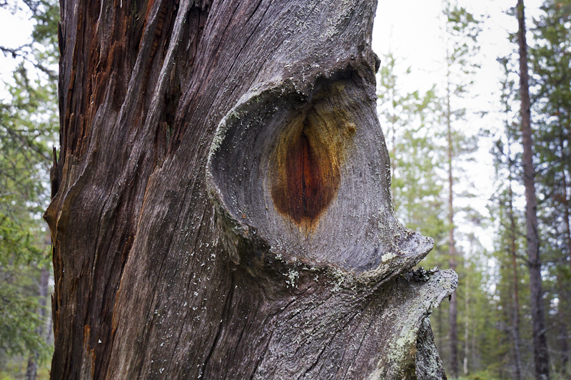 Detalj från stubben