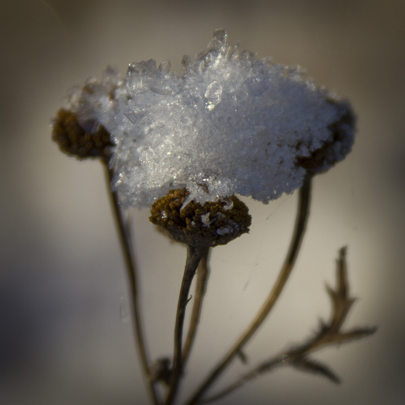 Snötak