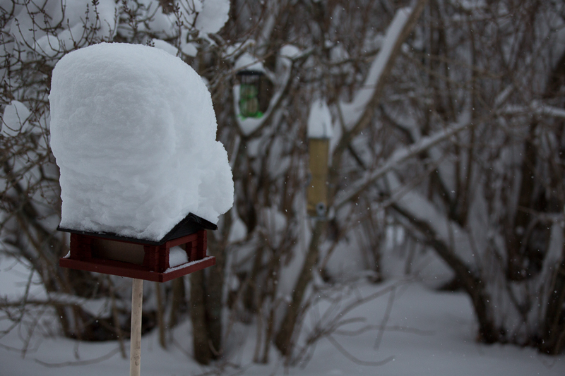 Snö på fågelbord