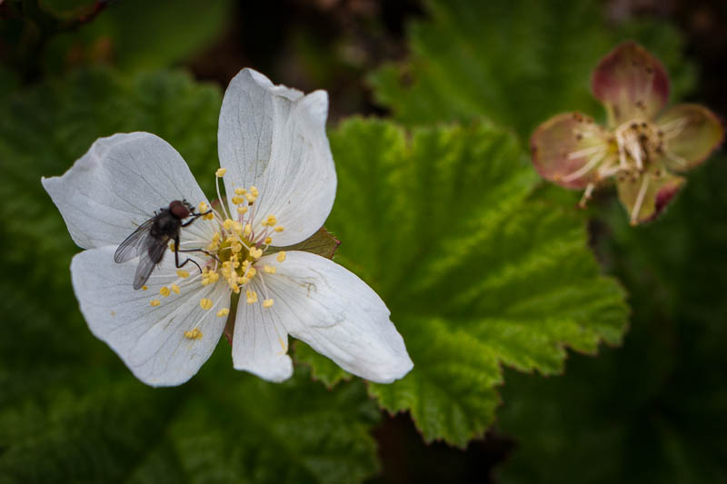 Hjortronblomman har besök